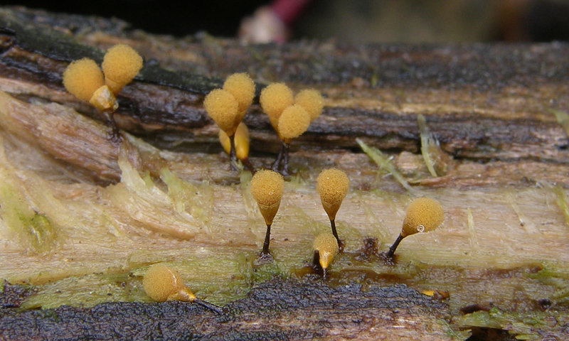 Hemitrichia clavata (Pers.) Rostaf.